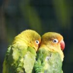 Papużki nierozłączki jako wyjątkowi towarzysze w domu