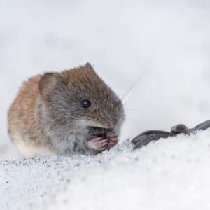 gryzonie nornice myszy zimą