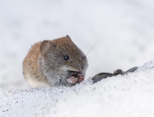 gryzonie nornice myszy zimą